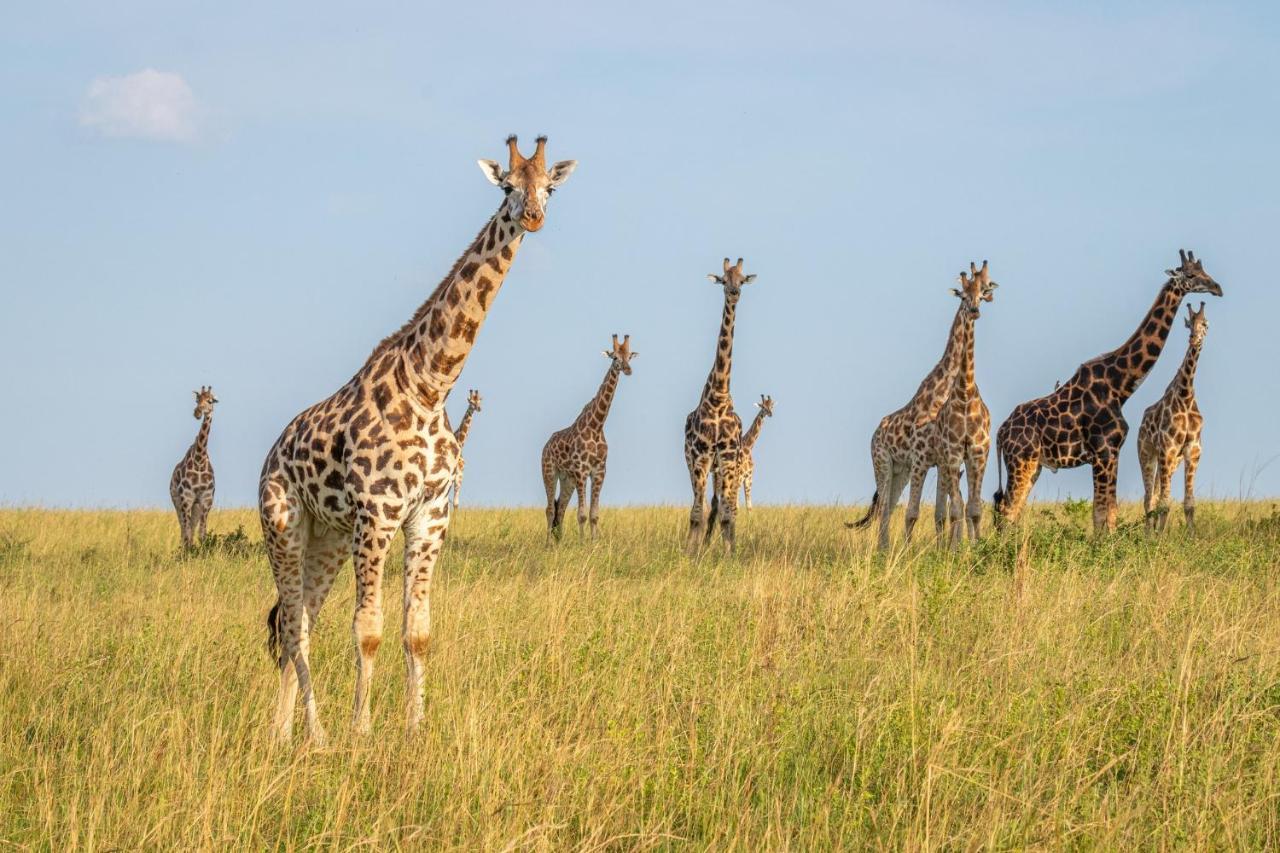 Zebula Boutique Hotel Mabula Game Reserve Kültér fotó